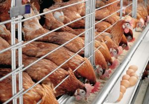 Khẩu phần ăn tối ưu cho gà đẻ