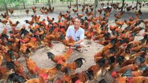 Quy trình và kỹ thuật chăn nuôi gà thịt thả vườn