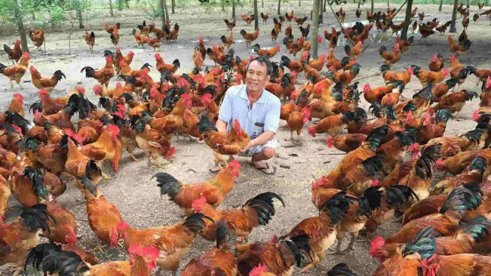 Quy trình và kỹ thuật chăn nuôi gà thịt thả vườn